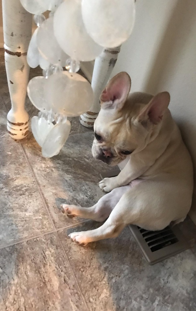 My baby girl Stella is trying warm her bootie